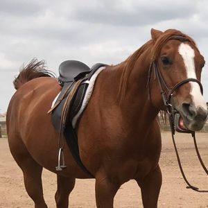 Meet your Posher, Shannon